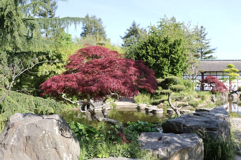 jardin japonais Nantes Érable du Japon