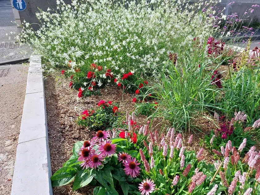 parterre fleurs